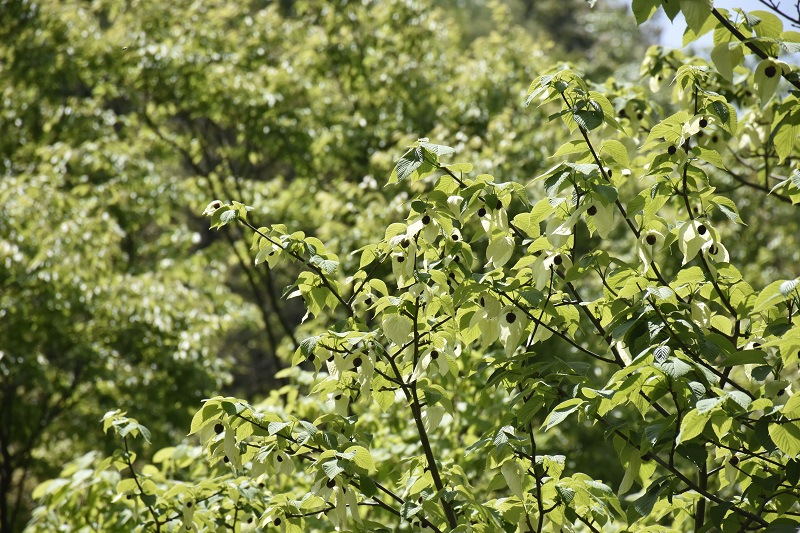 _DSC8608.jpg