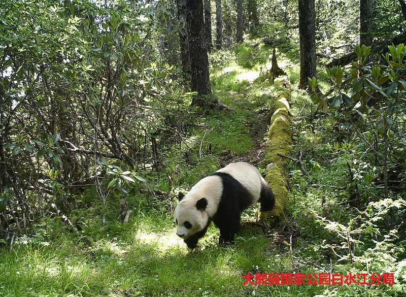 （2022繁殖中心二006）大熊猫 (3).jpg