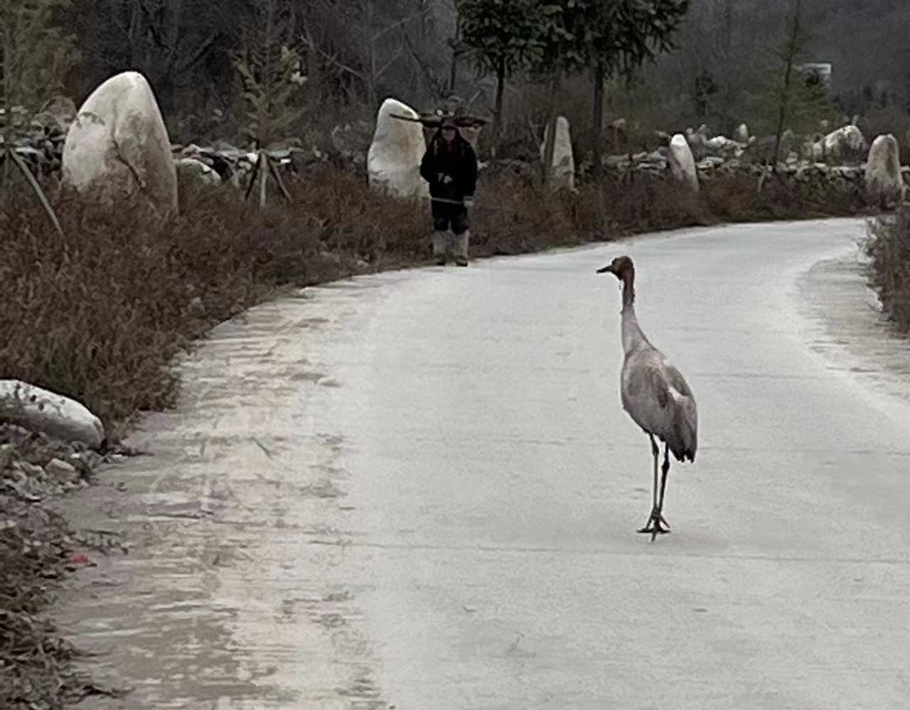 灰鹤2.jpg