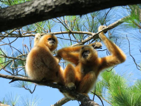 国际生物多样性日：保护生物多样性 共建地球生命共同体