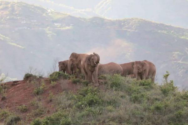 国际生物多样性日：保护生物多样性 共建地球生命共同体